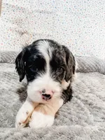 Holly, a female Cavapoo for sale in Lake Lillian, MN – Photo 3 of 4