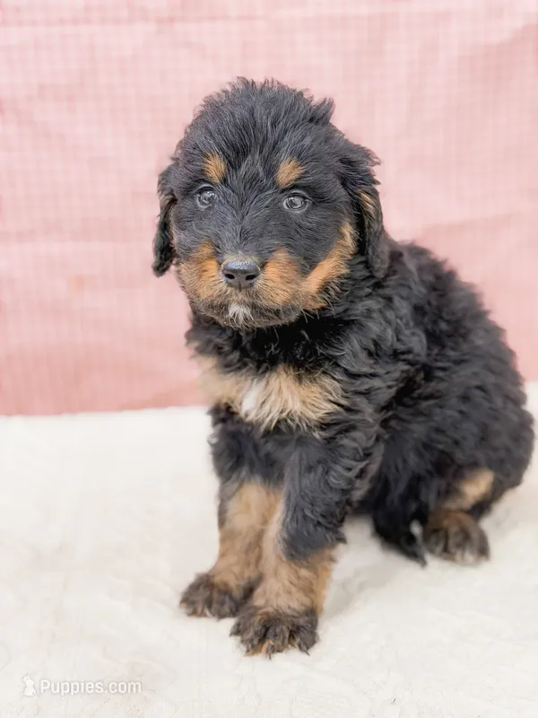 Ariel  – Bernedoodle puppy for sale in Lake Lillian, MN