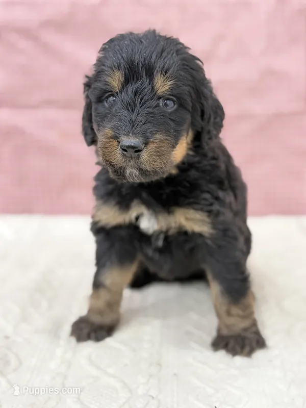 Ariel  – Bernedoodle puppy for sale in Lake Lillian, MN