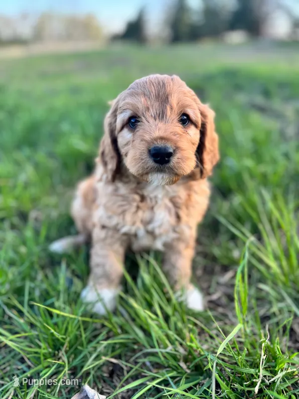 Fern – Cavapoo puppy for sale in Lake Lillian, MN