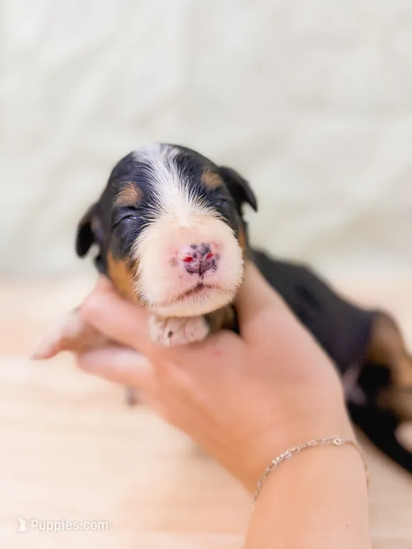Sunny – Bernese Mountain Dog puppy for sale in Lake Lillian, MN