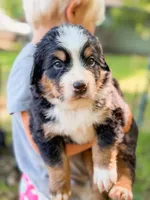 Perch , a male Bernese Mountain Dog for sale in Lake Lillian, MN – 2 of 4