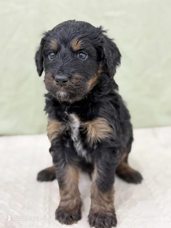 Charming  – Bernedoodle puppy for sale in Lake Lillian, MN