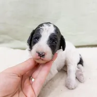 Paul, a male Poodle - Miniature  for sale in Lake Lillian, MN – Photo 3 of 4