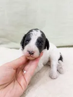 Paul, a male Poodle - Miniature  for sale in Lake Lillian, MN – Photo 1 of 2