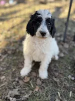 Paul, a male Poodle - Miniature  for sale in Lake Lillian, MN – Photo 1 of 4