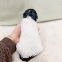 Paul, a male Poodle - Miniature  for sale in Lake Lillian, MN – Photo 4 of 4