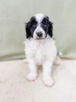 Paul, a male Poodle - Miniature  for sale in Lake Lillian, MN – Photo 2 of 4