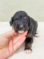 Eric , a male Bernedoodle for sale in Lake Lillian, MN – 1 of 3