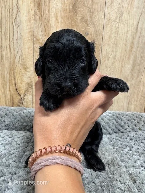 Beauty – Cavapoo puppy for sale in Lake Lillian, MN