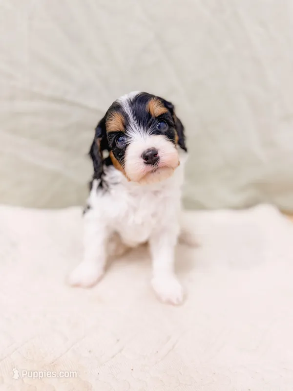 Asher – Cavapoo puppy for sale in Lake Lillian, MN