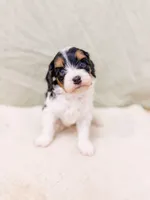 Asher, a male Cavapoo for sale in Lake Lillian, MN – 2 of 6