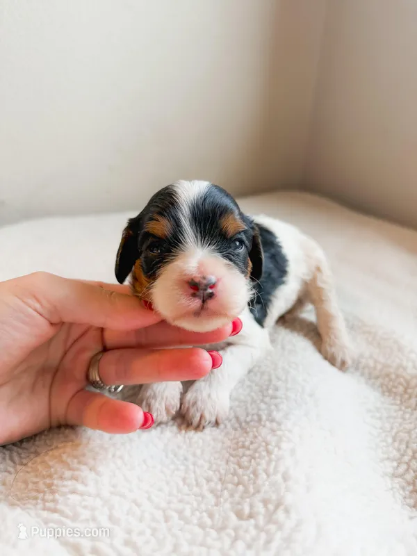 Asher – Cavapoo puppy for sale in Lake Lillian, MN