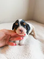 Asher, a male Cavapoo for sale in Lake Lillian, MN – Photo 1 of 3