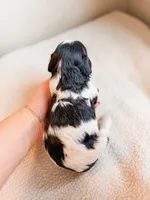 Asher, a male Cavapoo for sale in Lake Lillian, MN – Photo 3 of 3