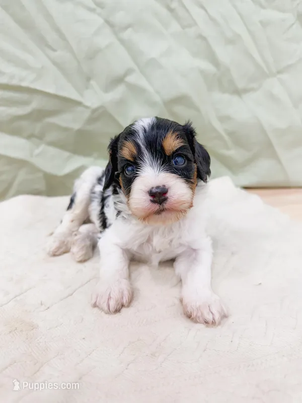Asher – Cavapoo puppy for sale in Lake Lillian, MN