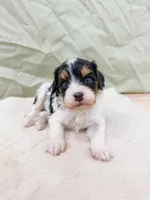 Asher, a male Cavapoo for sale in Lake Lillian, MN – 3 of 6