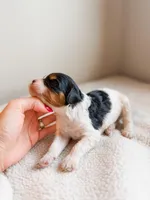 Asher, a male Cavapoo for sale in Lake Lillian, MN – Photo 2 of 3