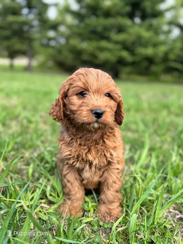 Rocky – Cavapoo puppy for sale in Lake Lillian, MN