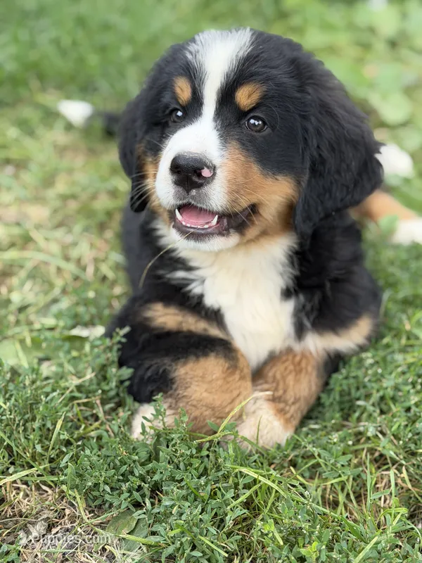 Bluegill – Bernese Mountain Dog puppy for sale in Lake Lillian, MN