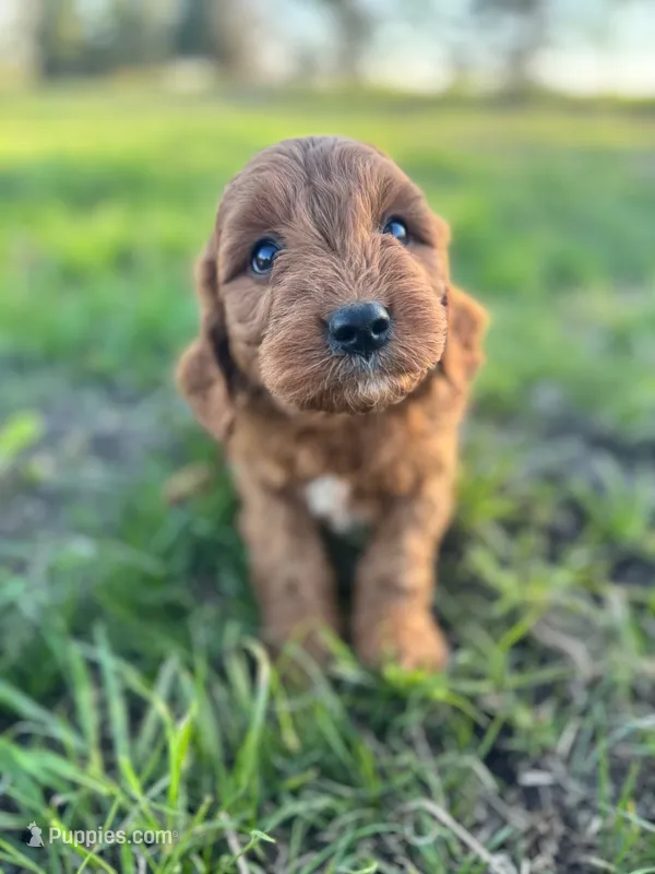 Oak – Cavapoo puppy for sale in Lake Lillian, MN