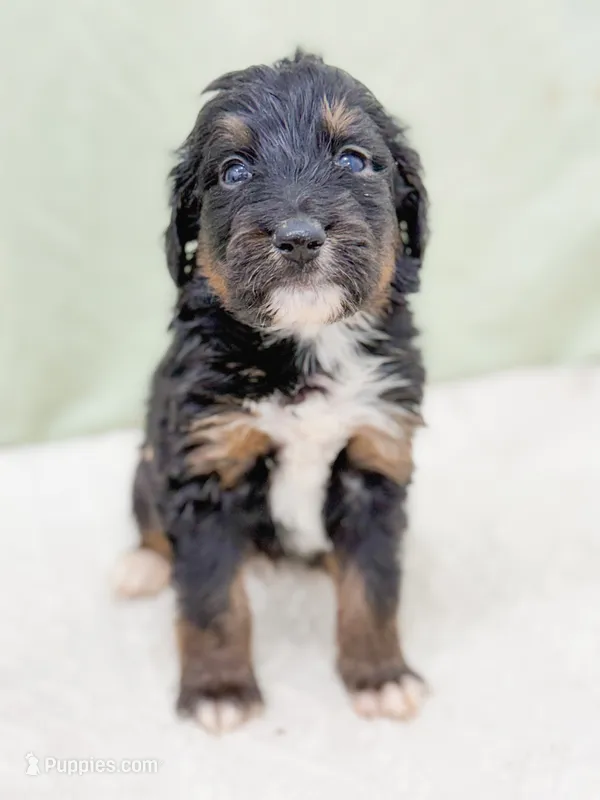 Eric  – Bernedoodle puppy for sale in Lake Lillian, MN