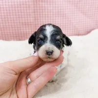 Mia AKC, a female Poodle - Miniature  for sale in Lake Lillian, MN – Photo 5 of 8