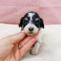 Mia AKC, a female Poodle - Miniature  for sale in Lake Lillian, MN – Photo 4 of 8