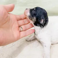 Mia AKC, a female Poodle - Miniature  for sale in Lake Lillian, MN – Photo 8 of 8