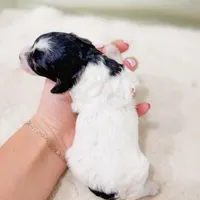 Mia AKC, a female Poodle - Miniature  for sale in Lake Lillian, MN – Photo 7 of 8