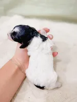 Mia AKC, a female Poodle - Miniature  for sale in Lake Lillian, MN – Photo 3 of 4