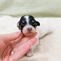 Mia AKC, a female Poodle - Miniature  for sale in Lake Lillian, MN – Photo 6 of 8