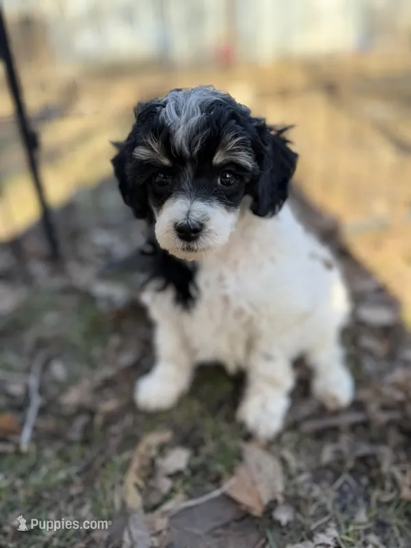 Mia AKC – Poodle - Miniature  puppy for sale in Lake Lillian, MN