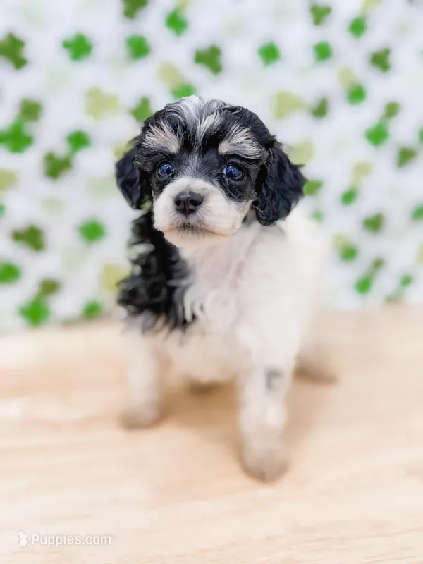 Mia AKC – Poodle - Miniature  puppy for sale in Lake Lillian, MN