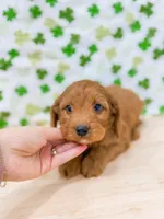 Jesse, a male Cavapoo for sale in Lake Lillian, MN – Photo 2 of 8