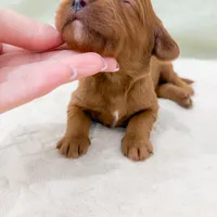Jesse, a male Cavapoo for sale in Lake Lillian, MN – Photo 8 of 8