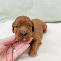 Jesse, a male Cavapoo for sale in Lake Lillian, MN – Photo 5 of 8