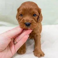 Jesse, a male Cavapoo for sale in Lake Lillian, MN – Photo 4 of 8