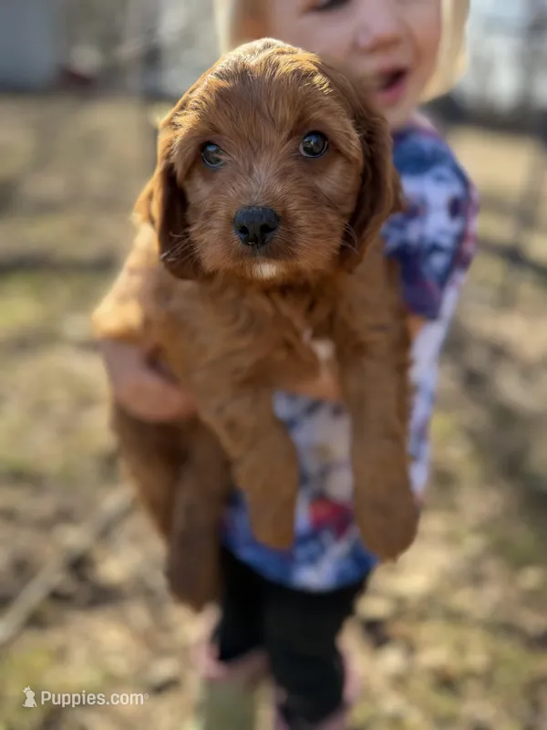 Jesse – Cavapoo puppy for sale in Lake Lillian, MN