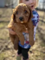 Jesse, a male Cavapoo for sale in Lake Lillian, MN – Photo 1 of 8