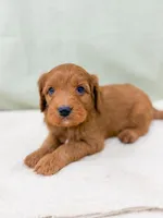 Jesse, a male Cavapoo for sale in Lake Lillian, MN – Photo 3 of 8