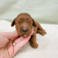 Jesse, a male Cavapoo for sale in Lake Lillian, MN – Photo 6 of 8