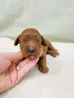 Jesse, a male Cavapoo for sale in Lake Lillian, MN – Photo 2 of 4