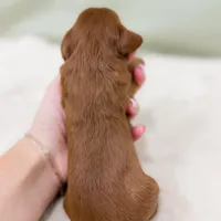 Jesse, a male Cavapoo for sale in Lake Lillian, MN – Photo 7 of 8