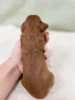 Jesse, a male Cavapoo for sale in Lake Lillian, MN – Photo 3 of 4