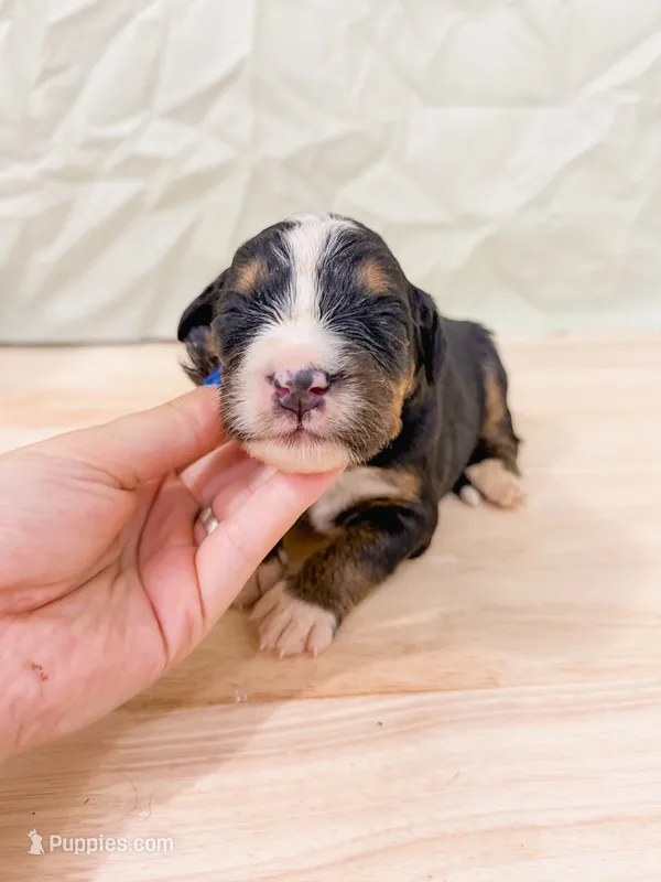 Walleye  – Bernese Mountain Dog puppy for sale in Lake Lillian, MN