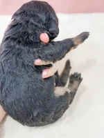 Ariel , a female Bernedoodle for sale in Lake Lillian, MN – 3 of 3