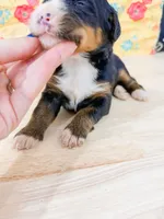 Star, a female Bernese Mountain Dog for sale in Lake Lillian, MN – 2 of 2