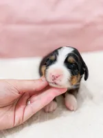 Pam, a female Bernese Mountain Dog for sale in Lake Lillian, MN – Photo 5 of 6