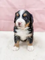 Pam, a female Bernese Mountain Dog for sale in Lake Lillian, MN – Photo 2 of 6